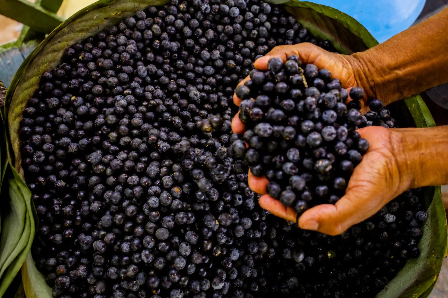 Was ist Açaí? Beere, Püree, Pulver & Sorbet erklärt | Açaí.ch